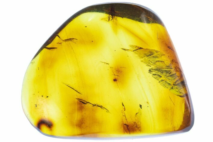 Polished Chiapas Amber With Bug Inclusion ( grams) - Mexico #102808